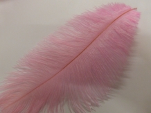 images/productimages/small/Ostrich feathers large AM 009 [HDTV (1080)].JPG